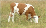 guernsey_cow_270.jpg