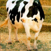 holstein-standing.jpg